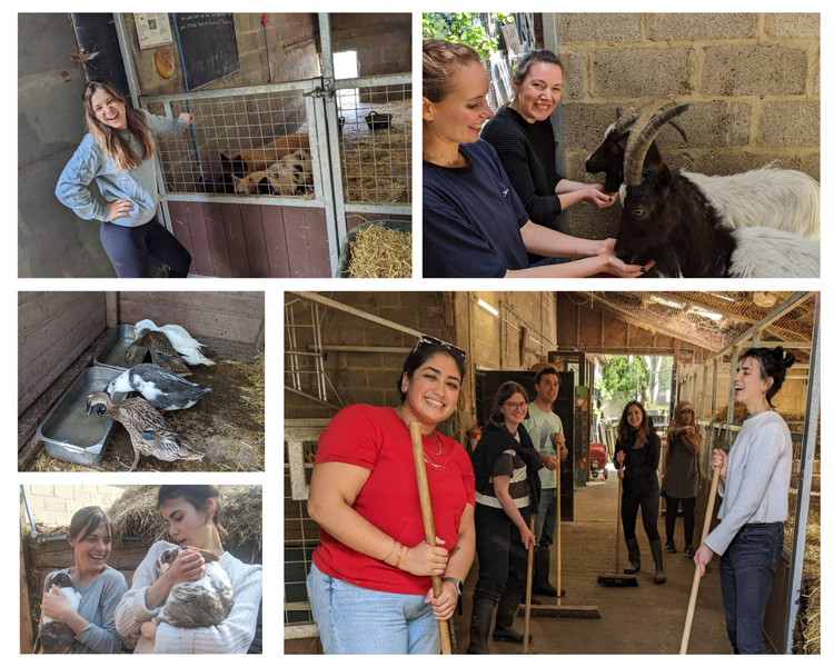 Collage of different pictures featuring OG staff at a city farm