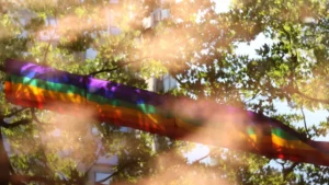 Image of pride flag with tree leaves behind it and light flare.