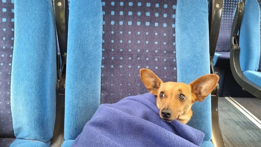 Our Chief Security Officer getting comfy on her train journey