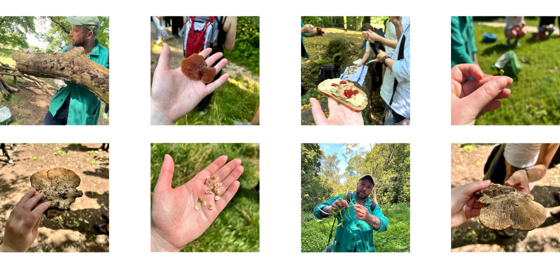Eight images. From left to right:

1) Man in green jacket and green hat holding a log.

2) Outstretched hand holding red fungus on display. There is someone with a backpack in the background.

3) There is an outstretched hand showing a piece of bread spread with hummus. In the background someone is preparing other pieces of bread on a log with a cloth draped over it.

4) A hand is holding up a small bud-shaped plant.

5) A hand is holding out a brown lumpy-shaped fungus.

6) An outstretched hand is holding seeds.

7) A man in a green jacket and green hat is holding up a green plant. There is forest in the background and it is sunny.

8) One hand is passing a large brown mushroom to another hand, you can see the spores underneath that looks like lines emanating from the centre of the mushroom to the outside.