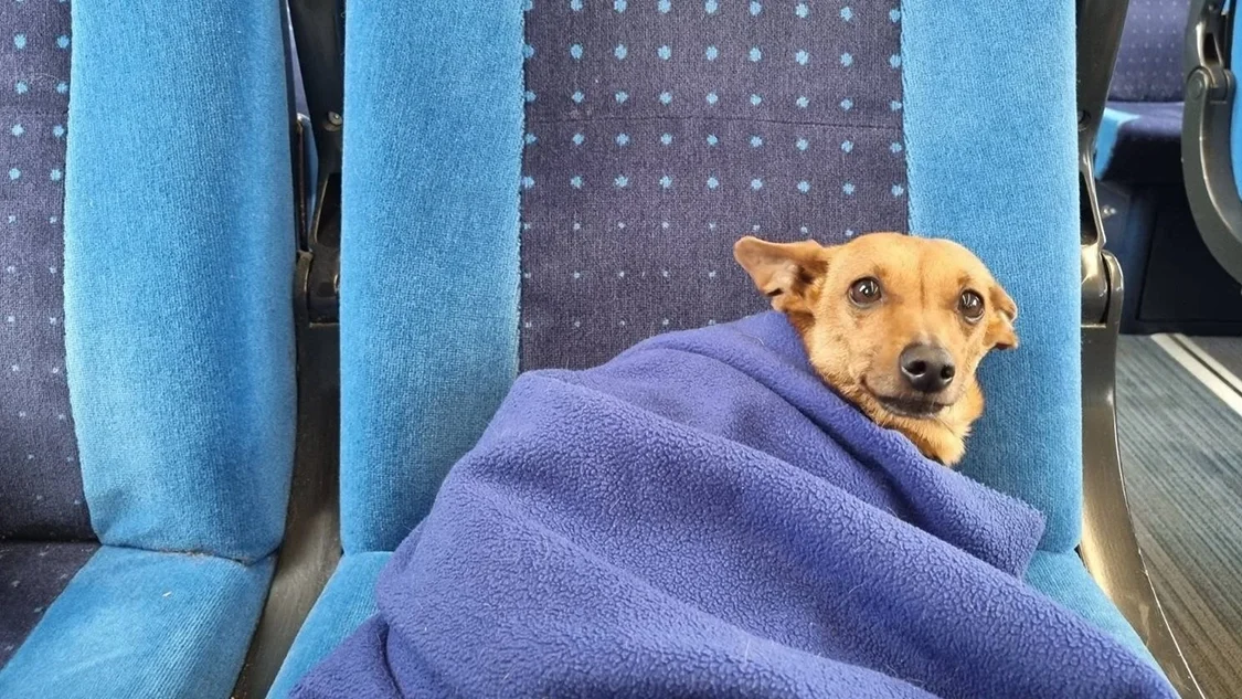 Picture of a small brown dog wrapped in a purple blanket on a blue train chair.