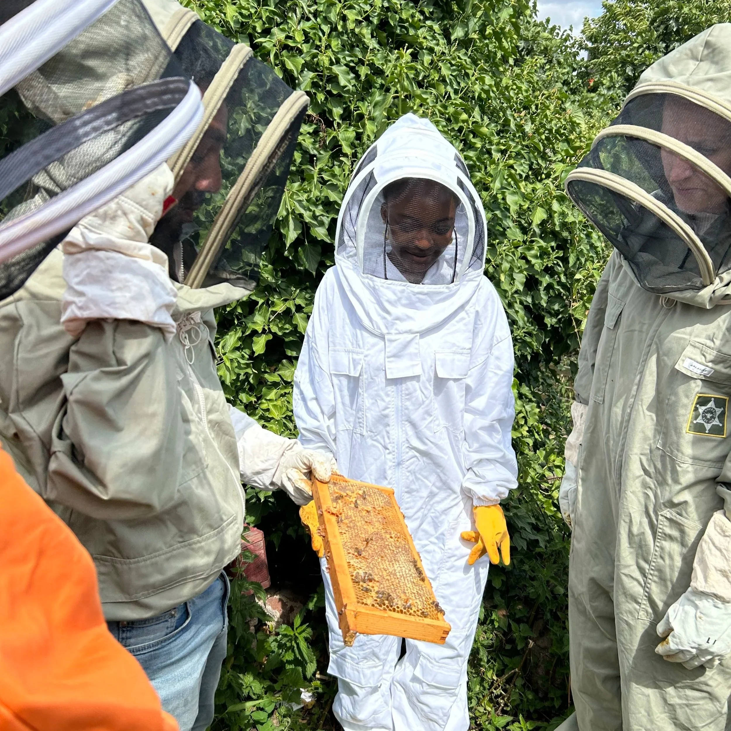 A woman in a white beekeepers suit with yellow gloves, looking at a section of honeycomb taken out of a beehive and held by another beekeeper.