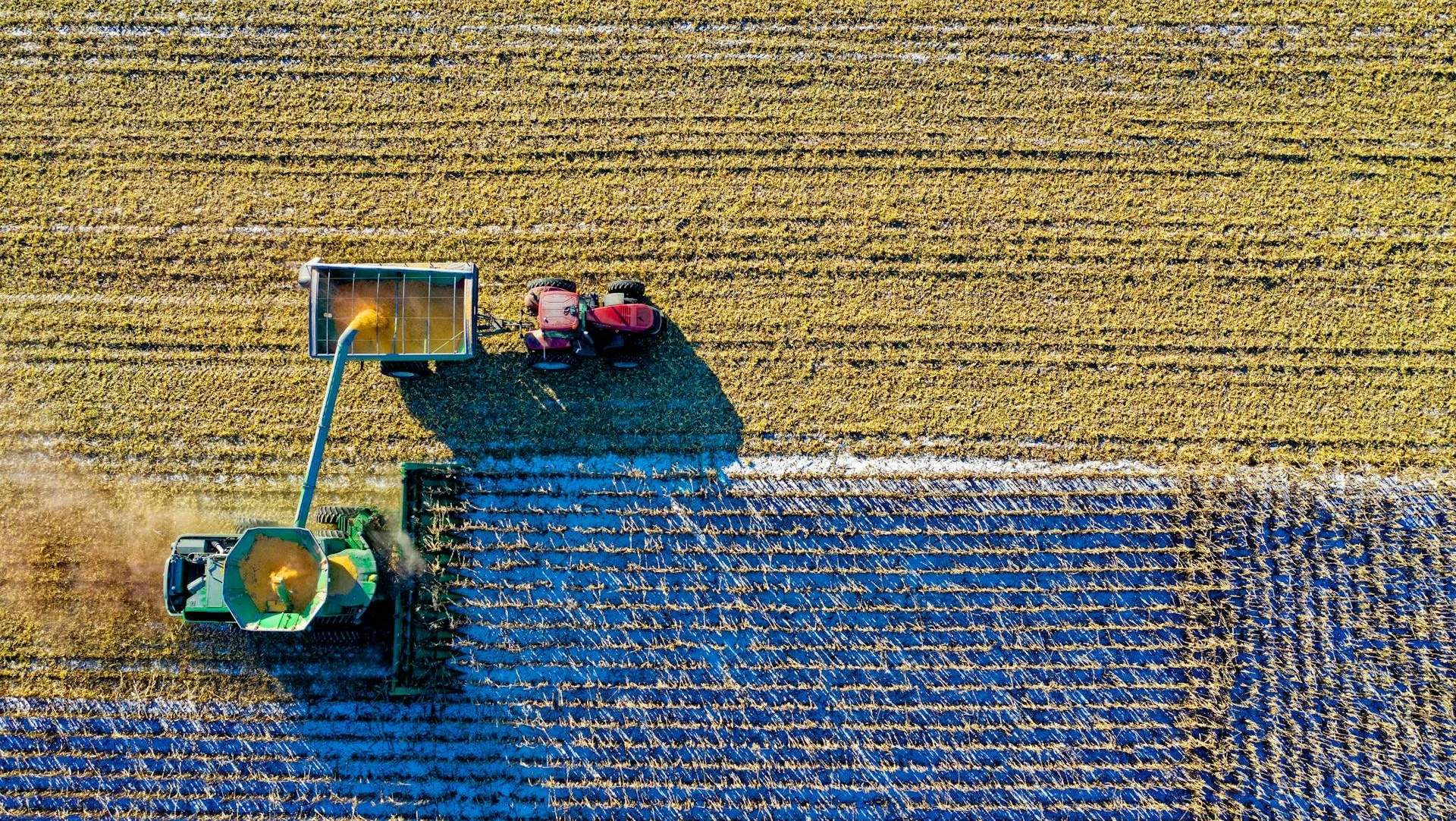 Tractor harvesting a bright yellow corn field