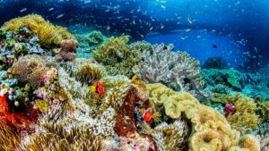 Underwater shot of coral reef and tropical fish