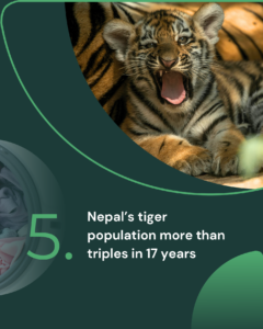 5. Nepal's tiger population more than triples in 17 years