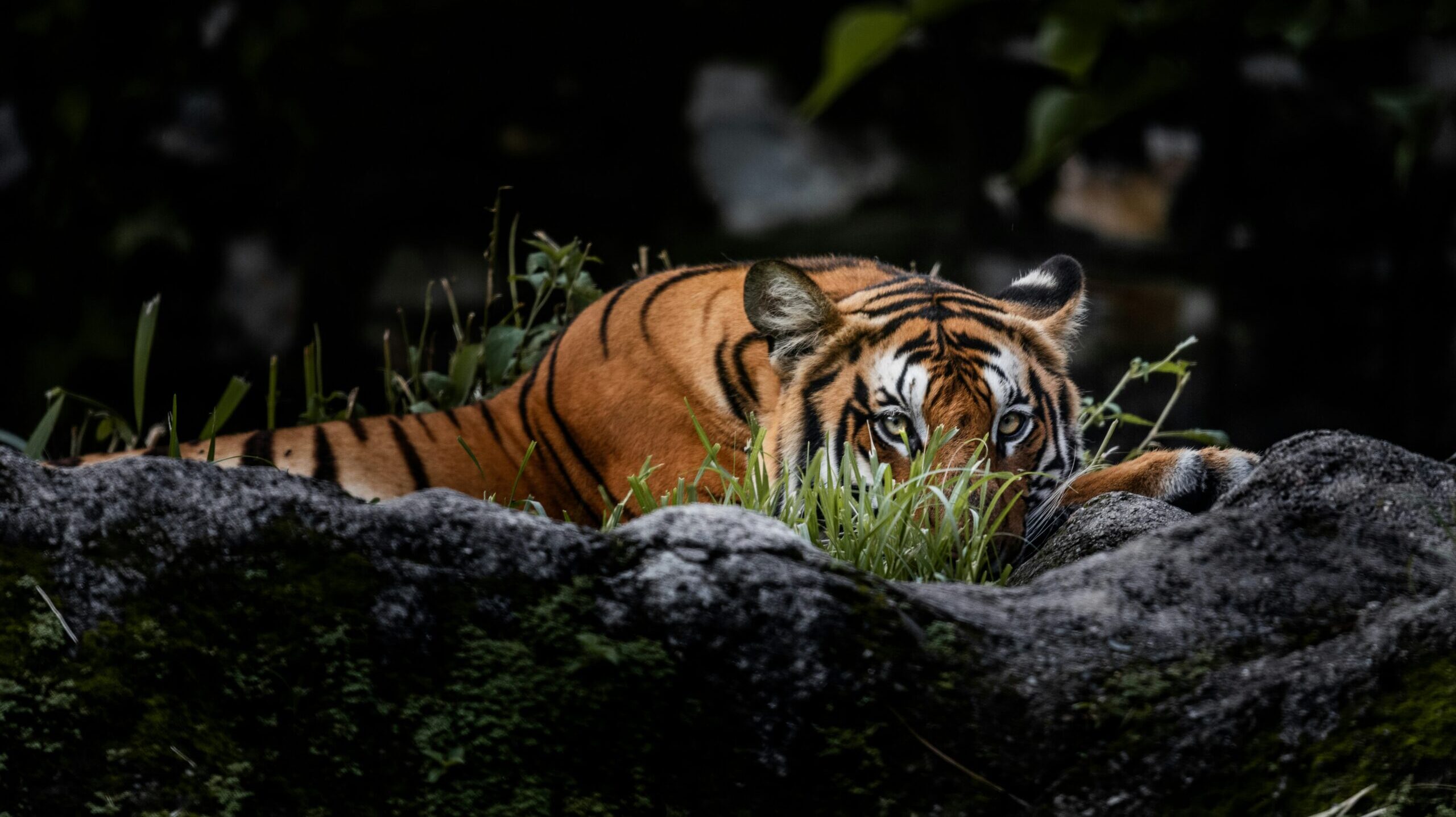 Tiger resting on lush green foliage and rocks Tiger resting on lush green foliage and rocks